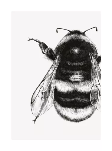 Bumble Bee, Greeting Card