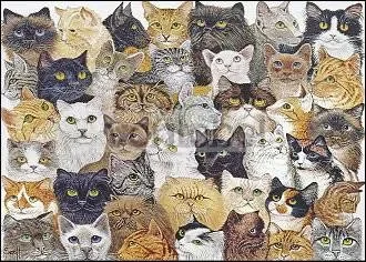 Just the Cat's Whiskers, Postcard