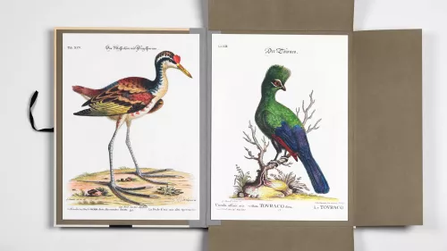 Tropical Birds, Art Portfolio