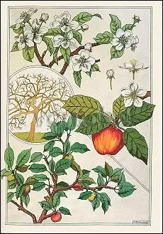 Apple Tree, Fruits and Flowers (c. 1900), Greeting Card