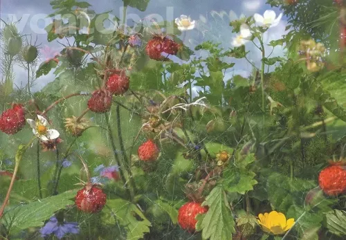 Flower Print (1997-1998), Greeting Card
