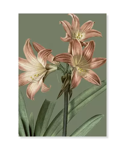Amaryllis Belladonna, Greeting Card