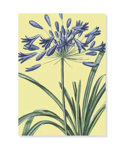 African lily, Greeting Card