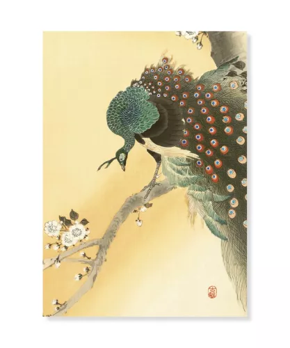 Peacock on a cherry blossom tree, Ohara Koson, Greeting Card