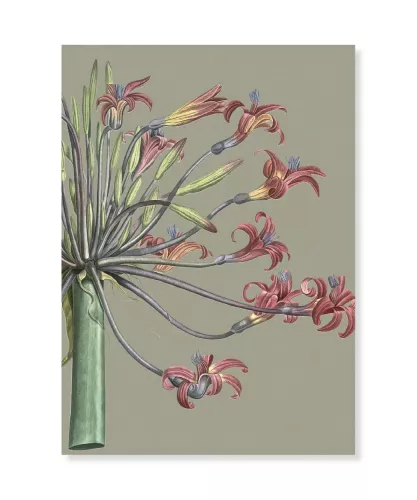 Amaryllis Josephine, Greeting Card