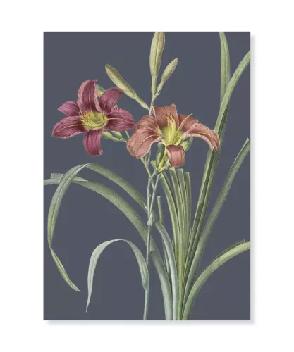 Orange day lily, Greeting Card