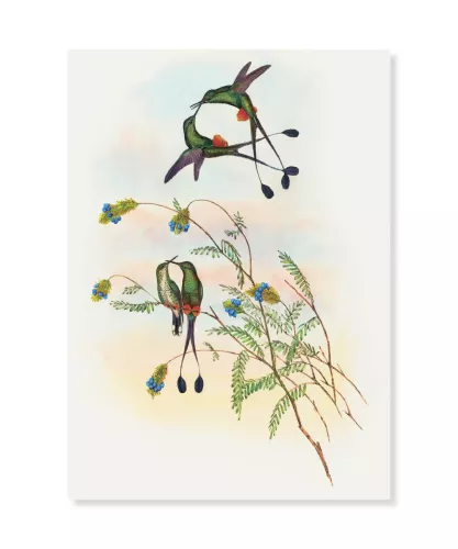Racket-Tail, Greeting Card