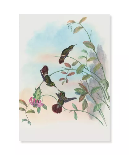 Festive Coquette, Greeting Card