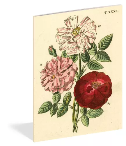 John Derian Paper Goods: Everything Roses Notebooks
