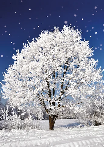 Winter Scenes, Christmas Big Value Boxes