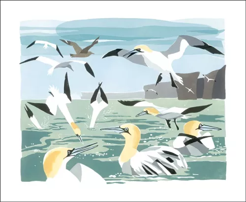 Gannets, Greeting Card