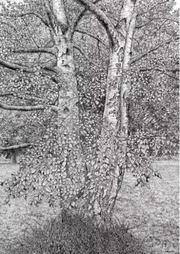 Silver Birch, Greeting Card