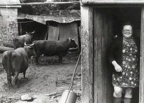 Olive Bennet and her Red Devon Cows, Cupper's Piece Beaford Devon 1979, Greeting Card
