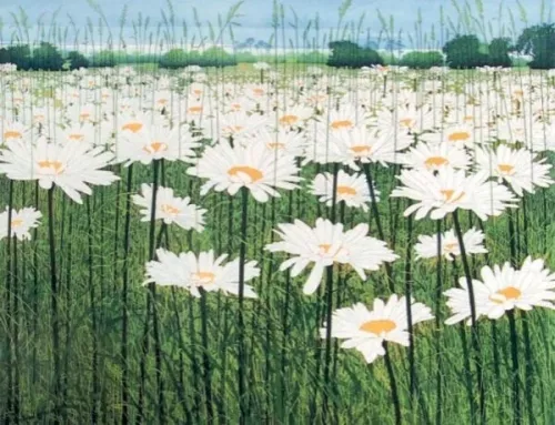 Daisy, Greeting Card