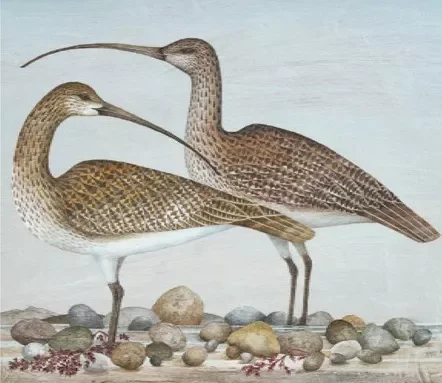 Two Curlews, Greeting Card
