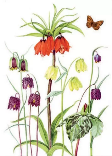 Fritillaries and Trillium with fritillary butterfly, Greeting Card