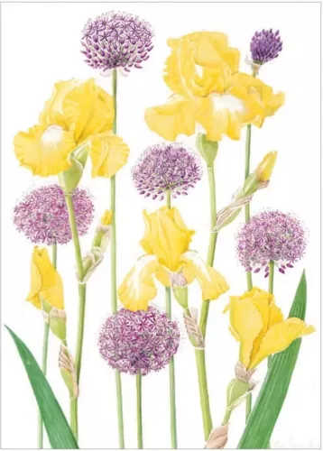 Yellow Tall Bearded Iris with Alliums, Greeting Card