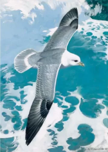 Fulmar, Greeting Card