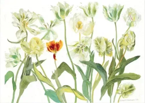 White Tulips, Greeting Card