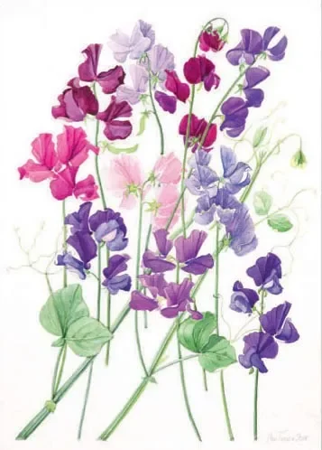 Sweet Peas, Greeting Card