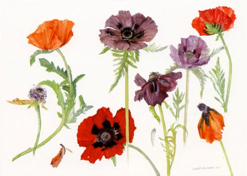 Oriental Poppies, 2010, Greeting Card