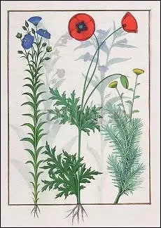 Linum, Garden Poppies and Abrotanum (c. 1470), Postcard