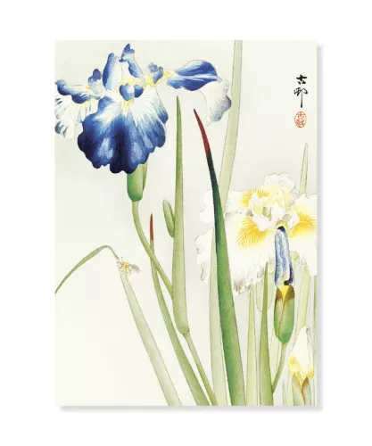 Irisis, Ohara Koson, Vykort