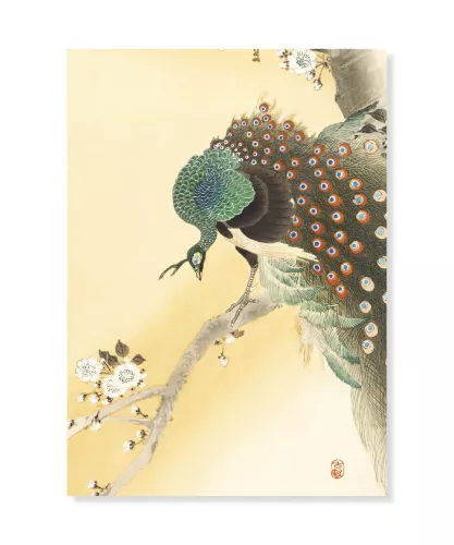 Peacock on a Cherry Blossom Tree, Ohara Koson, Vykort