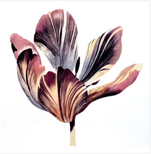 First Spring Tulip, Greeting Card
