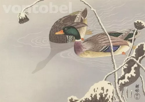 Two Mallards Near a Snow-Covered Lotus, Postcard