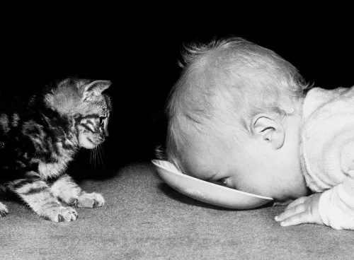 Kitten and baby sharing some milk, Greeting Card