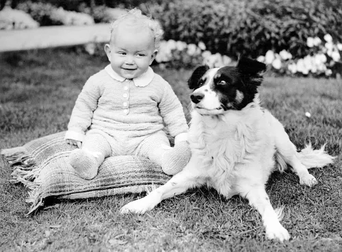 Baby and border collie, Greeting Card