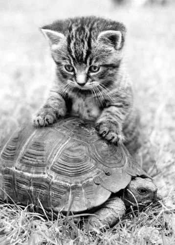 Kitten and tortoise, Greeting Card
