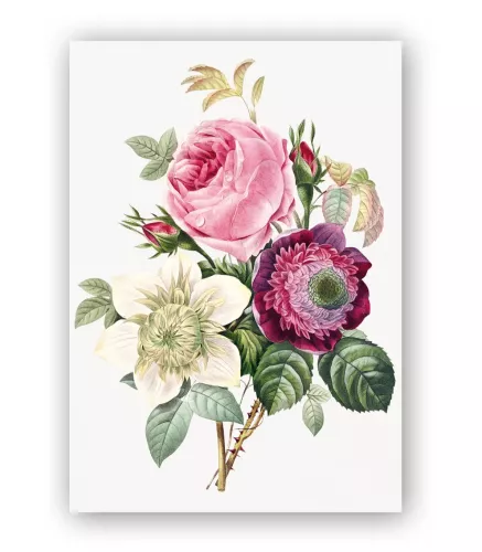 Anemone and Cabbage Rose, Greeting Card