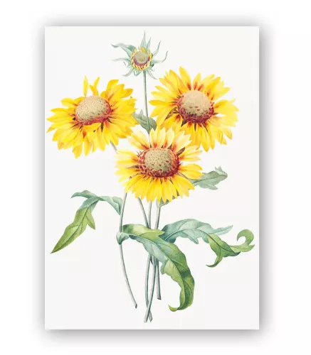 Blanket flower, Greeting Card