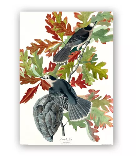 Canada Jay, Greeting Card