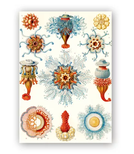 Jelly Fish, Haeckel, Greeting Card