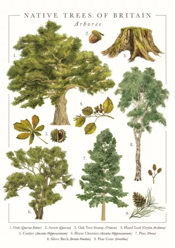Native Trees Greeting Card