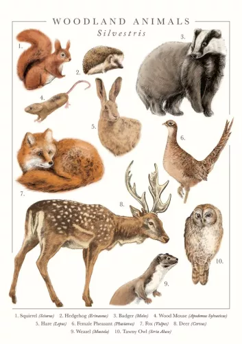 Woodland Animals Greeting Card