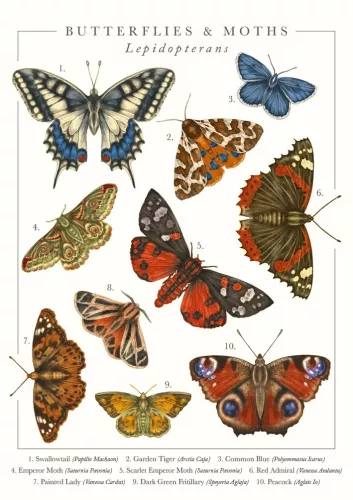 Butterflies & Moths Greeting Card