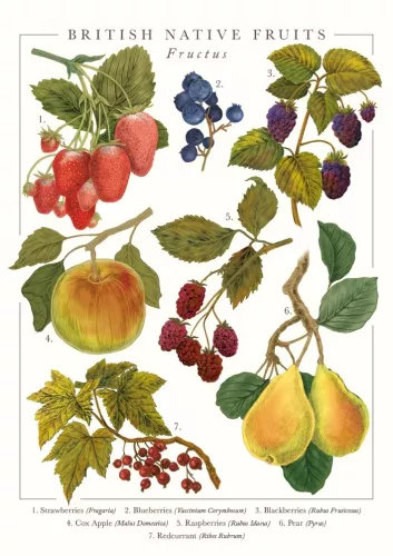 Native Fruits Greeting Card