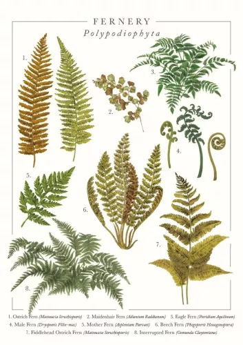 Fernery Greeting Card