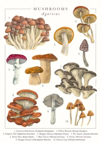 Mushrooms Greeting Card