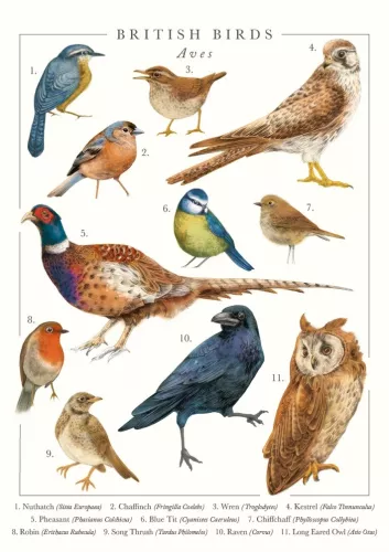 British Birds Greeting Card