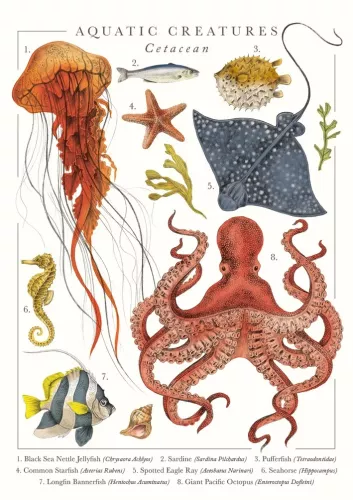 Aquatic Creatures Greeting Card