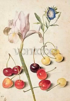 Cherries, Iris, Bindweed, Postcard