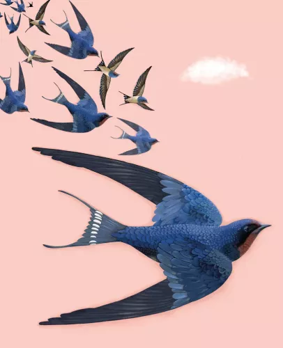Agnes Swallows Pink Sky Card