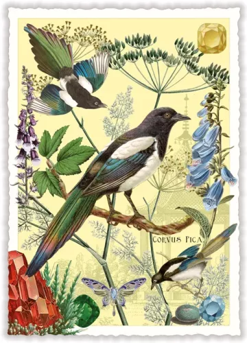 Magpies, Postcard