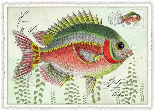 Fish, Postcard