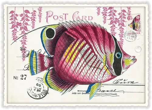 More Fish, Postcard